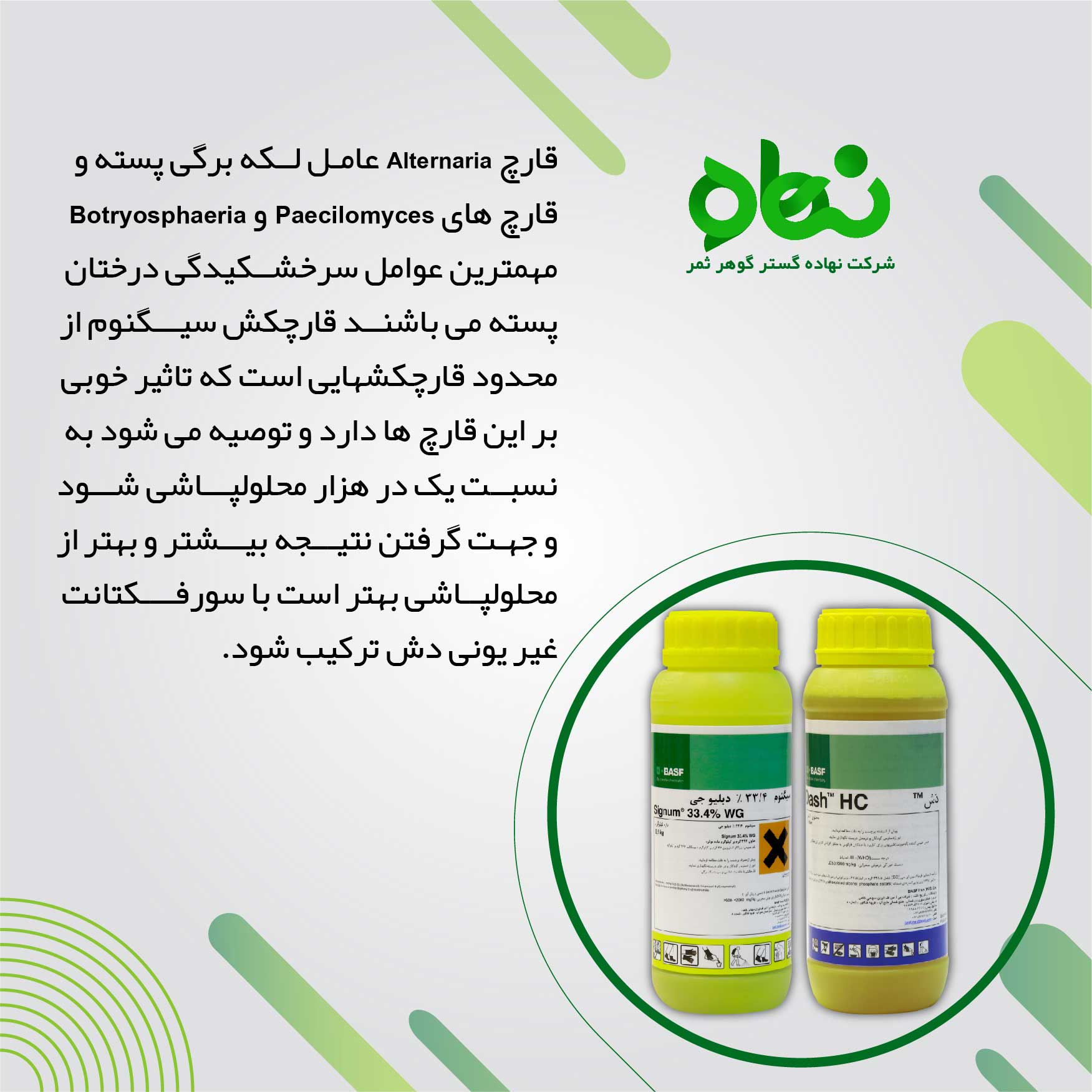 قارچ Alternaria عامل لکه برگی پسته و قارچ های Paecilomyces و Botryosphaeria